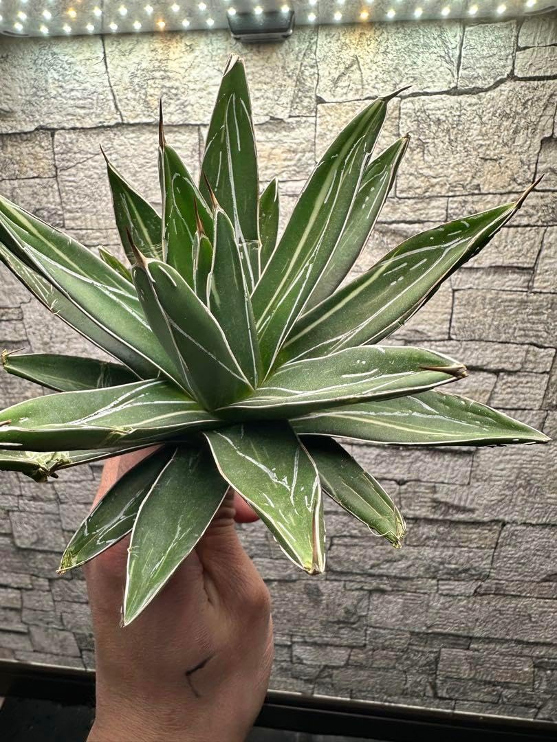 ダルマ 笹の雪 線班入り 大株 EMP アガベ 笹の雪 錦 ダルマ